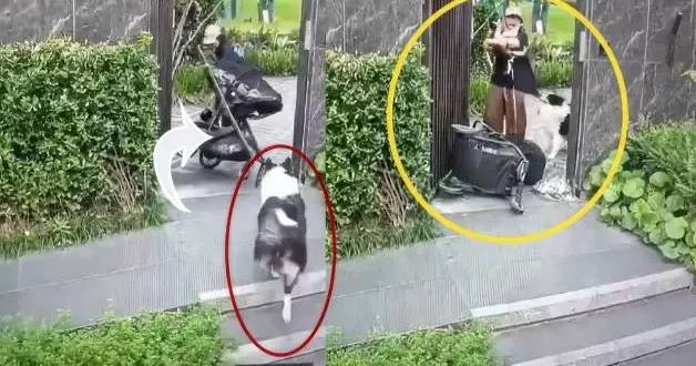 Evcil hayvanını korumaya çalışan anne öz evladını unuttu!İşte trajikomik anlar