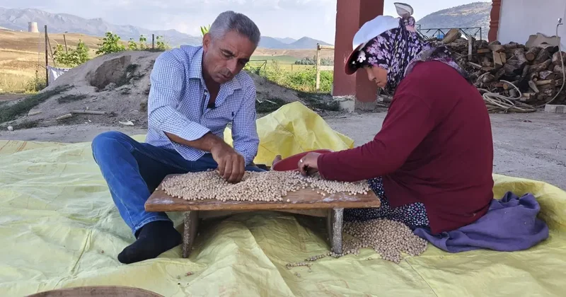 Hasat yapan çiftçinin yüzü güldü: Kilosu 100 liradan satılıyor