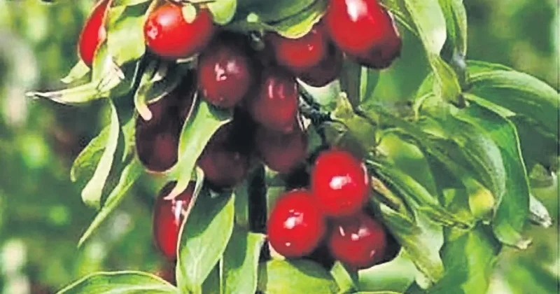 İDİL AÇIKALIN Sonbaharın kırmızı habercisi