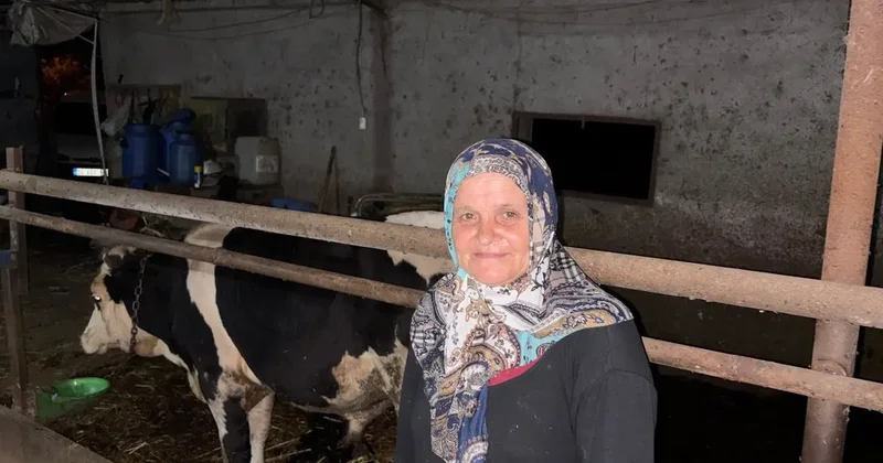 Sakarya da bir kişi komşusuna ait danayı yaraladığı iddiasıyla gözaltına alındı
