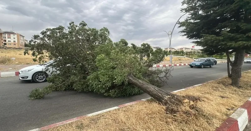 Erciş’te fırtına ağaçları kökünden söktü