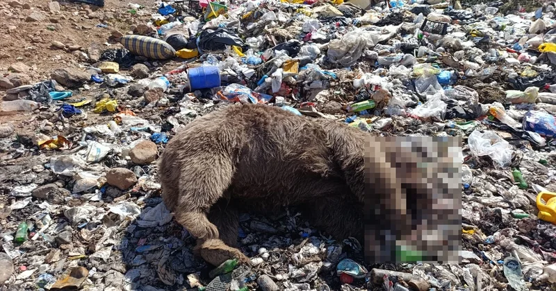 Kiğı daki çöp sahasında 3 bozayı kurşunlanmış olarak bulundu: Dernekten araştırma çağrısı