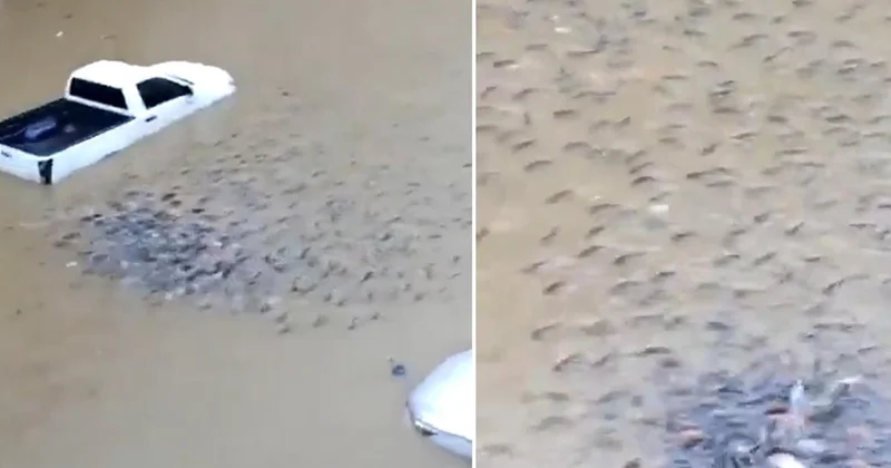 Ülke sular altında kaldı! Sokaklarda balıklar yüzmeye başladı