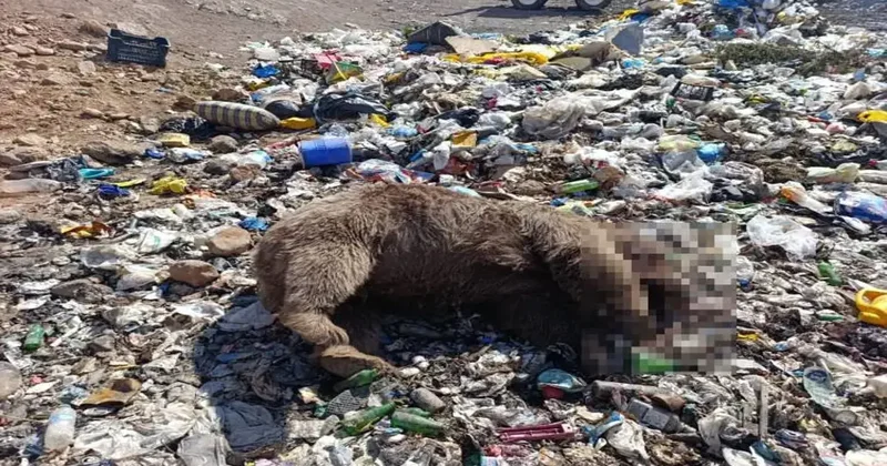 Bingöl de bozayı kıyımı! Çok sayıda leş bulundu