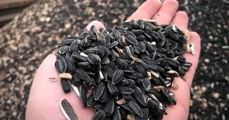 Yağlık ayçiçeğinde ön alım fiyatı açıklandı!