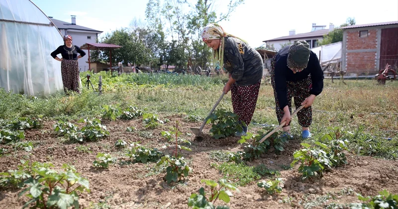 Kastamonu da 120 kediye bakan Emine Sağlıklı, kanseri kedilerle atlattığını düşünüyor