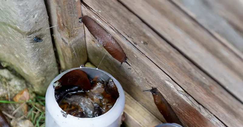 Salyangozlar bu kokudan nefret ediyor: Bir daha asla gelmeyecekler Sözcü Gazetesi