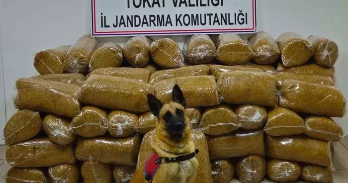 Tokat’ta 450 kilo kaçak tütün yakalandı