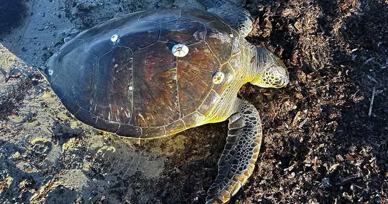 1 metre boyundaki 50 kiloluk caretta kıyıda ölü bulundu