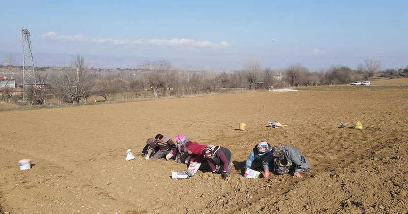 Şimdi bahçesine bunu eken, baharda dev bir hasat alacak Sözcü Gazetesi