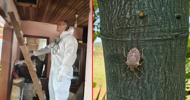 İstanbul’da da kahverengi korkarca ile mücadele