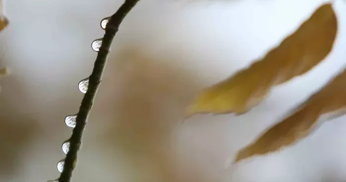 Bursa’da 2 günlük yağışlar ekim ayını kurtardı