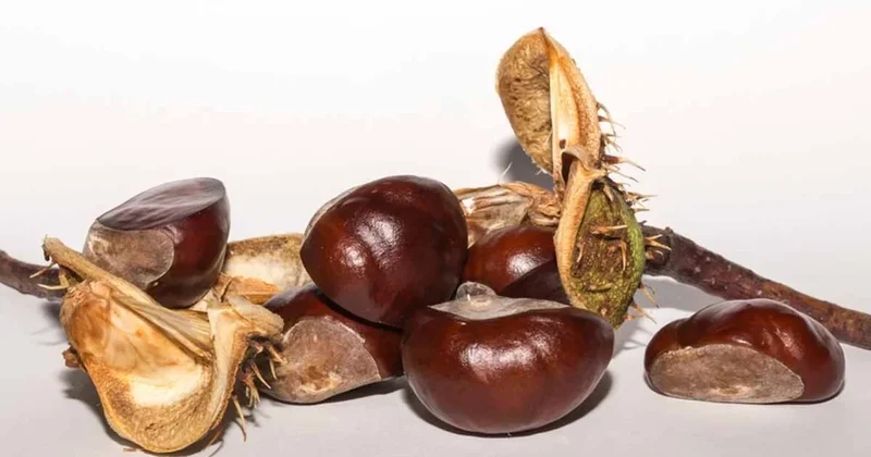 Ukraynalılar işte bu yüzden her sonbahar dolaplarına kestane koyuyorlarmış Sözcü Gazetesi