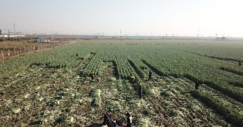 Tarımsal kredilerde faiz desteği geri alındı! Sözcü Gazetesi