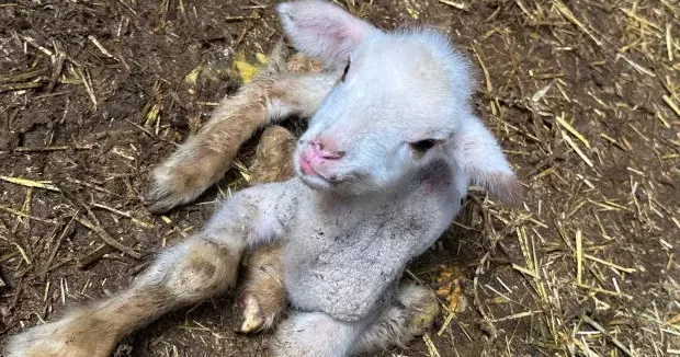 Bursa haberleri Besicinin belini büken hastalık: 4 günde 400 bin TL zarar etti! 30 Ekim 2025