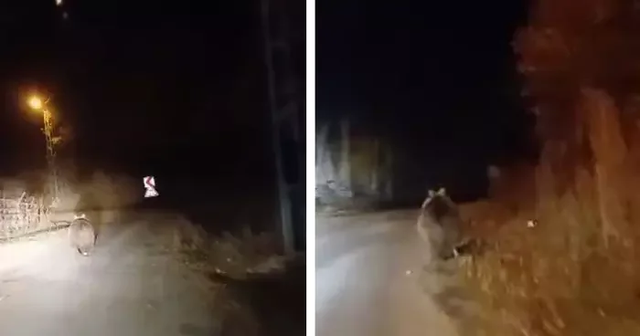 Ayıyı köpek sandı, ‘koca oğlan’ diye seslendi: Görüntüler sosyal medyada ilgi gördü...