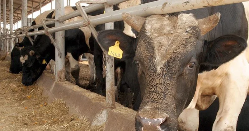 Bolu da deli dana hastalığı alarmı! Bir kişide tespit edildi