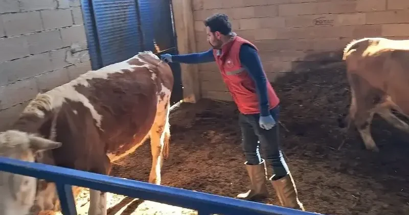 Köşk’te büyükbaş hayvanlarda şap aşılaması sürüyor Hayat Haberleri