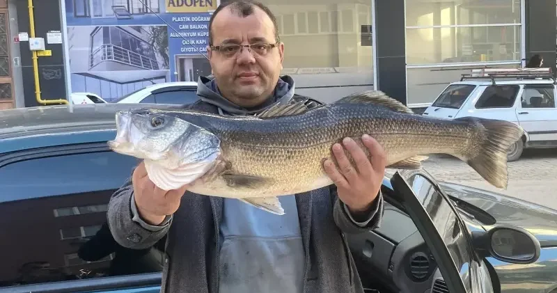 Sinop ta amatör balıkçı oltayla 6 kilogramlık levrek yakaladı Aktüel Haberleri