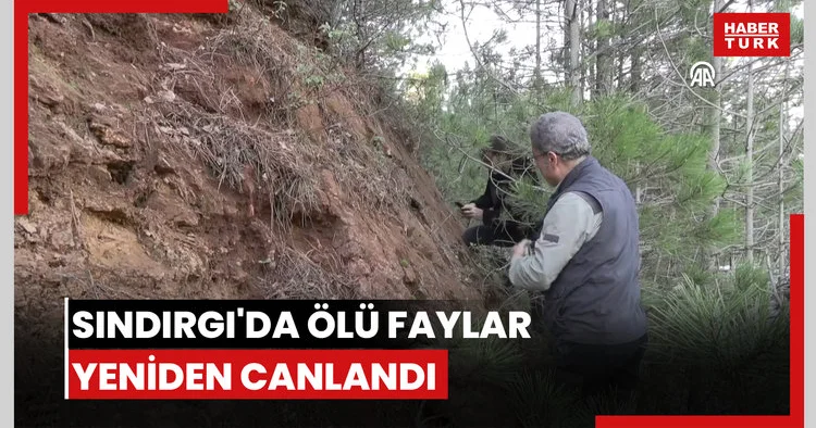 Sındırgı depremlerinin ölü fayların yeniden aktifleşmesiyle meydana geldiği belirlendi