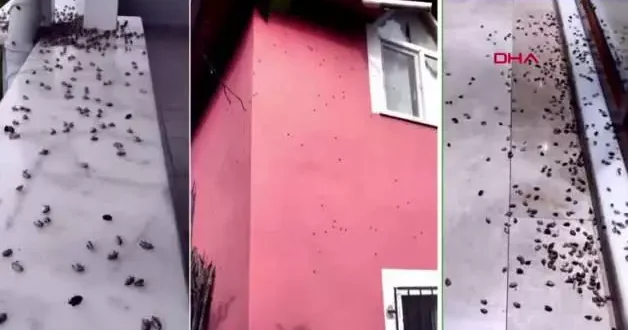 Gürcistan üzerinden Türkiye’ye geldi! İstanbullunun son kabusu oldu, hızla yayılıyor