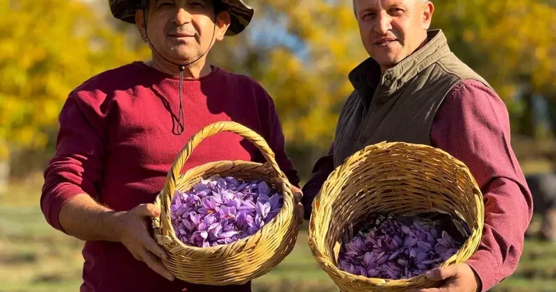 AB tescilli üründe hasat sürüyor, gramı 600 TL ye dayandı