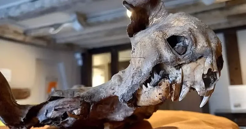 Kilisenin duvarları arasından çıktı, tarihçileri dahi şaşırttı