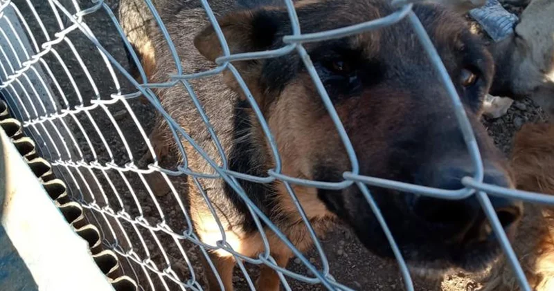 Yozgat ta dehşet: Kürekle köpeğe şiddet uyguladı!