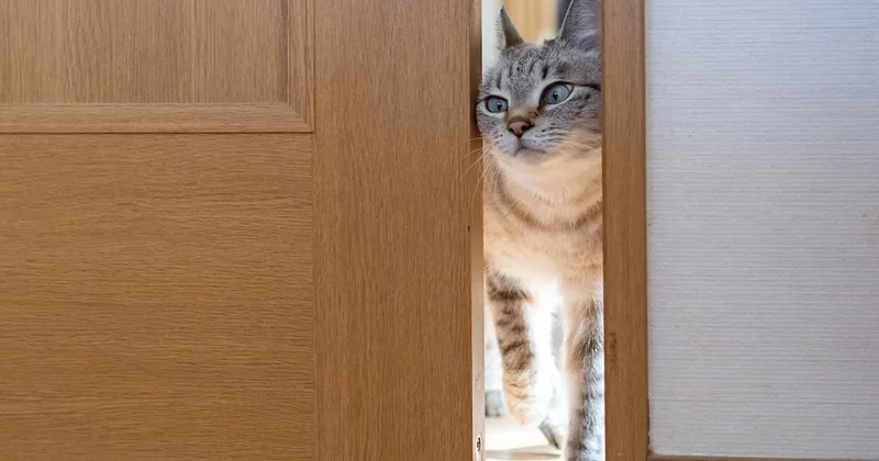Kapıda beklemesine şaşırmayın: Kediniz eve geldiğinizi böyle anlıyormuş Sözcü Gazetesi