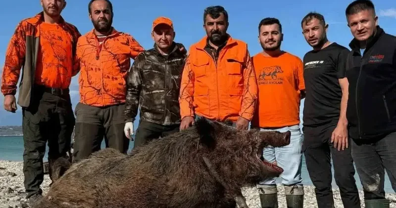 Sinop ta köylülerin kabusu olmuştu: 300 kiloluk canavar yakalandı Sinop Haberleri