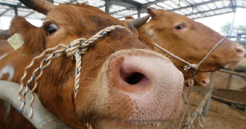 Bolu’da deli dana iddiası; laboratuvar sonucunun pozitif olduğu bildirildi