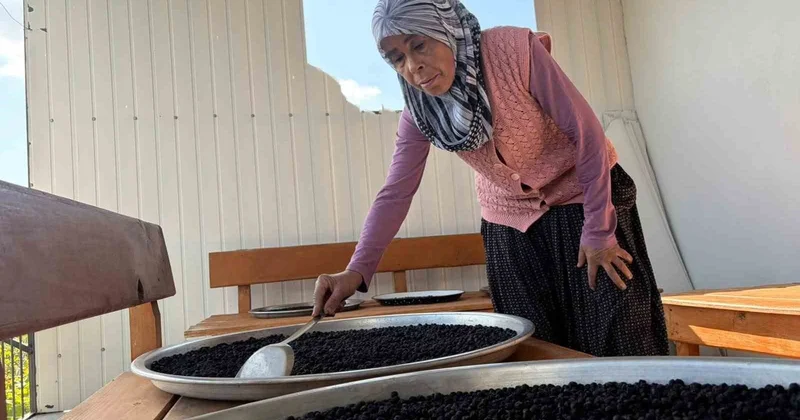 Osmaniye Bahçe de aronya hasadı başladı, reçelin yarım kilosu 400 liradan satılıyor