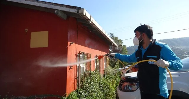 Trabzon da kokarcaya karşı seferberlik sonuç veriyor, kokarca popülasyonu azalıyor Trabzon Haber Habertürk Yerel Haberler