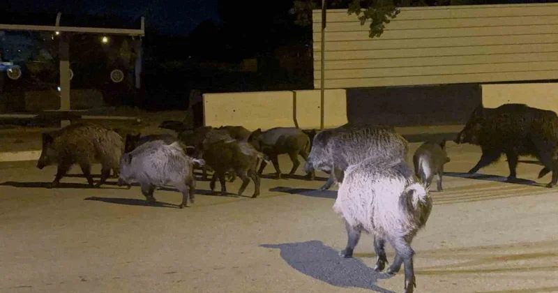 Bodrum Bitez de yaban domuzu sürüsü pazarcı esnafının müdahalesiyle uzaklaştırıldı