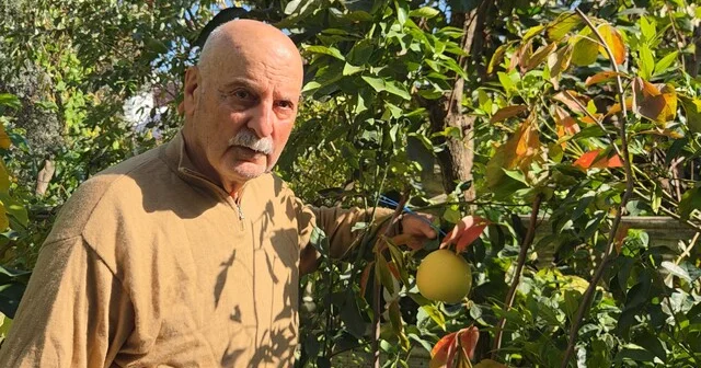 Ağaç kavununa benzeyen pomelo Karadeniz de meyve verdi Emekli öğretmenden sıra dışı üretim: 200 çeşit meyve yetiştirdi Samsun Haber Habertürk Yerel Haberler