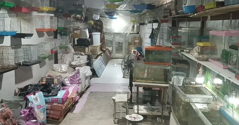 Camı kırıp 9 papağan çaldılar