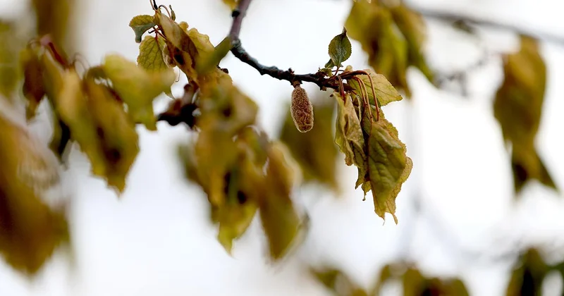 Zirai don nedeniyle üreticilere 23 milyar liralık hasar tazminatı