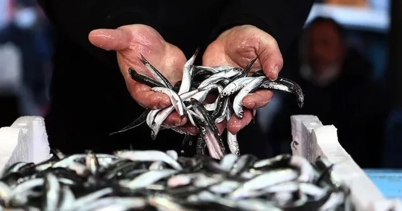 Hamsinin fiyatı iki katına fırladı! Ne olduysa iki günde oldu Sözcü Gazetesi