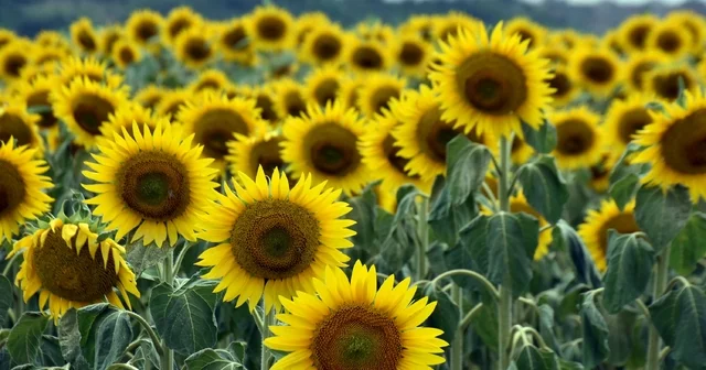 Edirne de kuraklık nedeniyle üretici ayçiçeğinden uzaklaşıp, buğday ekimine yöneldi Edirne Haberleri