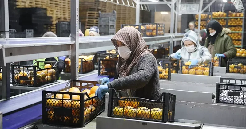 25 ülkeye ihracat yapıyordu! Türkiye nin gıda devi Saraylım Tarım iflasın eşiğinde