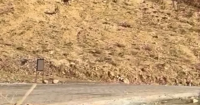 Elazığ da nesli tükenme tehdidi altında olan dağ keçileri görüldü Elazığ Haberleri