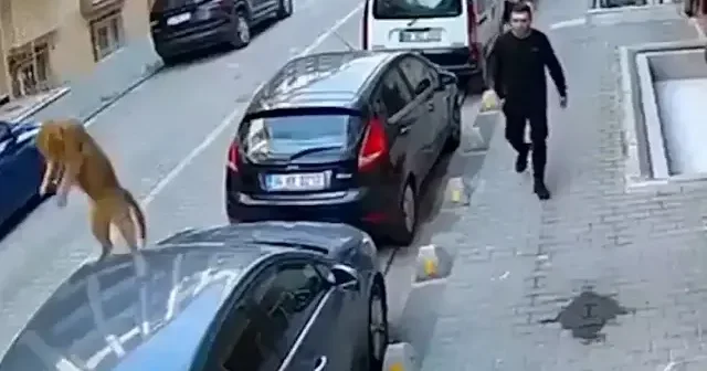 Esenyurt ta kedi 4. kattan otomobilin tavanına düştü VİDEO İZLE