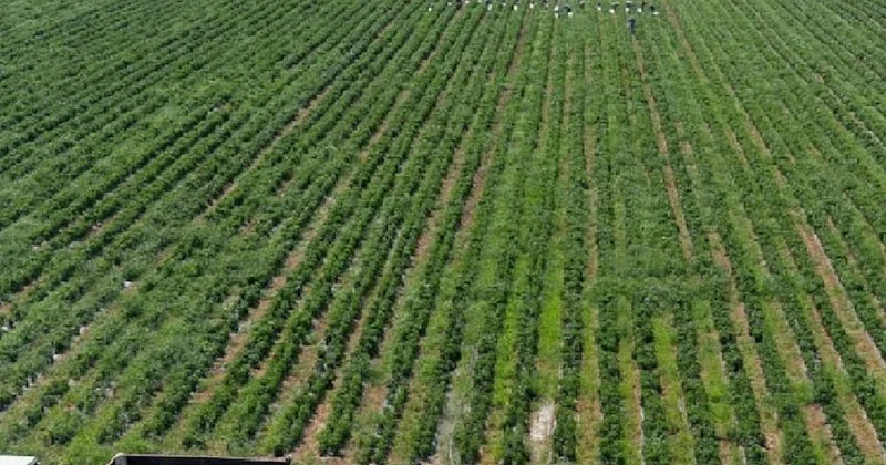 Yaz kış demeden 365 gün hasat veriyor: Eken 1 senede servet kazanıyor Sözcü Gazetesi