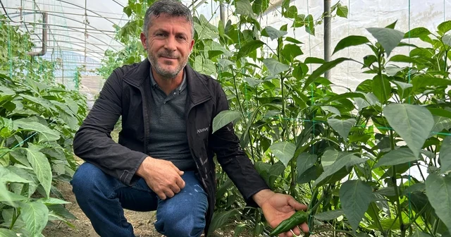 En acı biber in hasat zamanı Hatay Haberleri