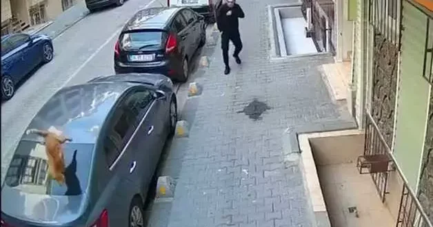 Kedi 4.kattan firar etmek istedi! Vatandaş o anlarda hazırlıksız yakalandı korktu