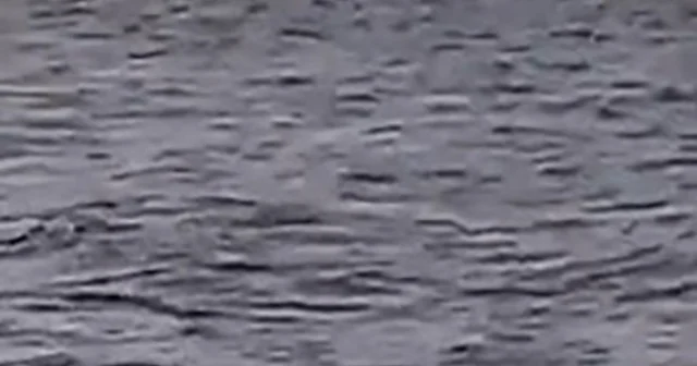 Kocaeli de kayık alabora oldu: 1 kişi kurtarıldı, 1 kişi aranıyor Kayığın alabora olduğu anlar kamerada Kocaeli Haberleri