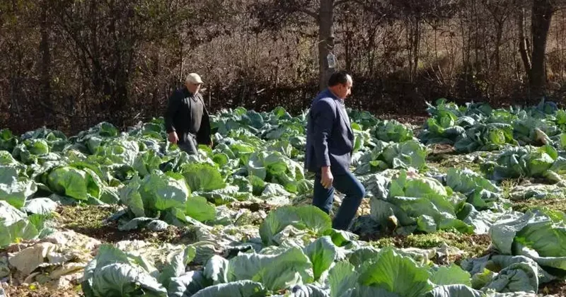İki kardeş ayrılmadı! Eltiler zorunlu olarak anlaşmaya başladı