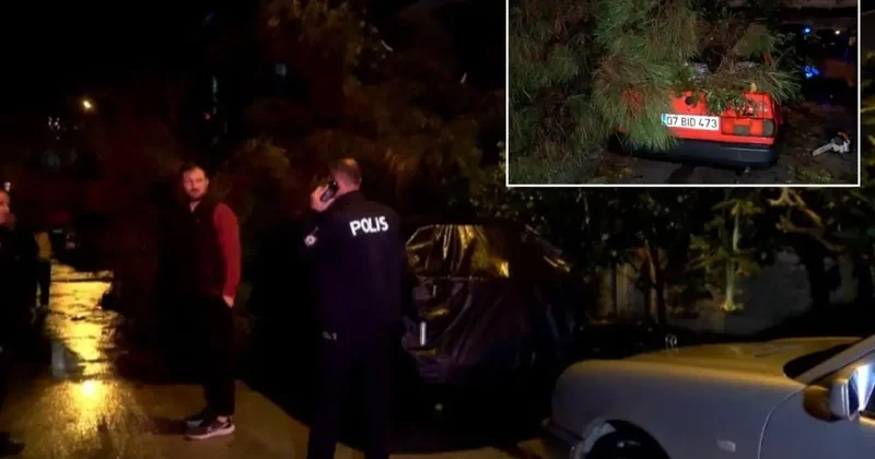 Antalya da şiddetli rüzgar ağaç devirdi