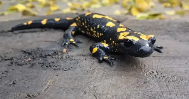 Nesli tehlike altındaki sarı benekli semender Adana da görüldü VİDEO İZLE