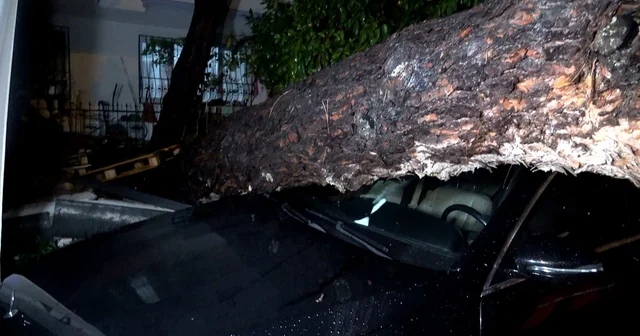Antalya da yağmur ve şiddetli rüzgar 10 metrelik ağaç devrildi: iki araç ve bina zarar gördü Antalya Haberleri